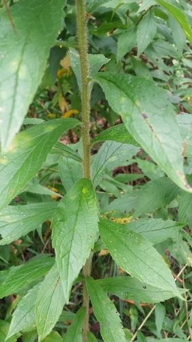 Wrinkle-leaf Goldenrod reference