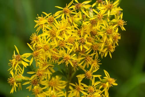European Goldenrod reference