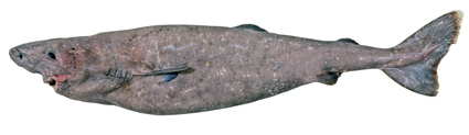 Southern Sleeper Shark reference