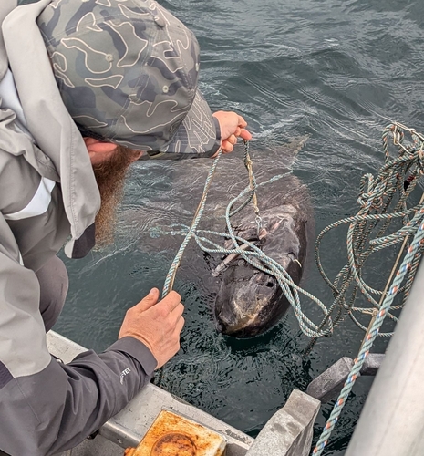Pacific Sleeper Shark reference