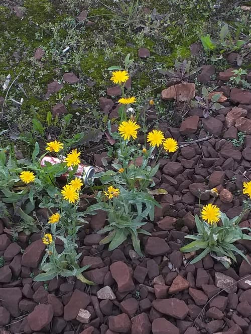 Perennial Sowthistle reference