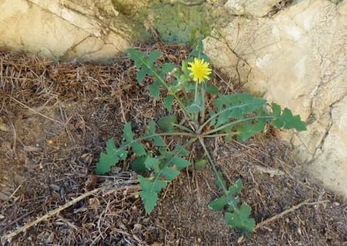 Smooth Sowthistle reference