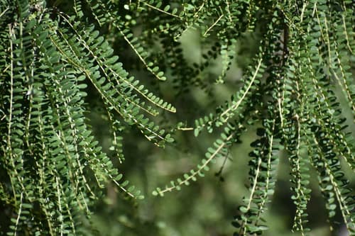 Weeping Kowhai reference