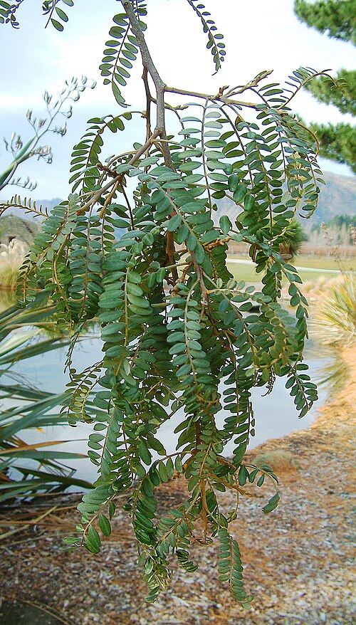 Large-leaved Kowhai reference