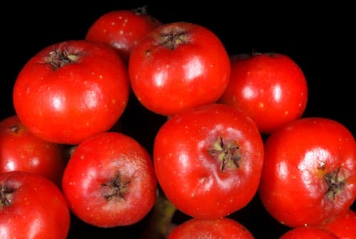 American Mountain Ash reference