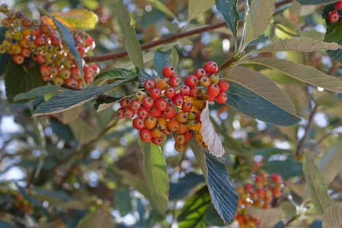 Common Whitebeam reference
