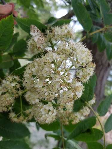 Showy Mountain Ash reference