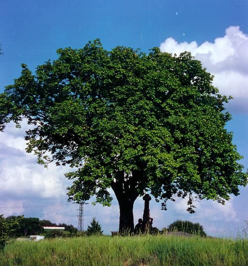 Wild Service Tree reference