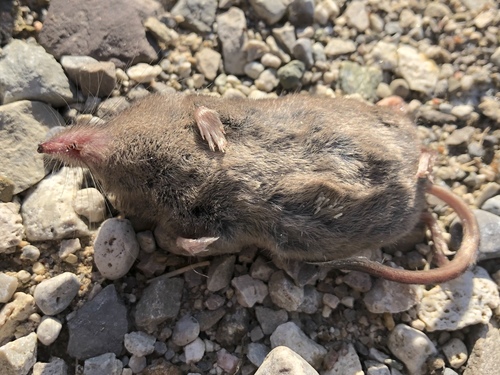 Masked Shrew reference