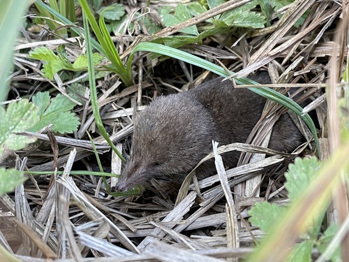 Pygmy Shrew reference