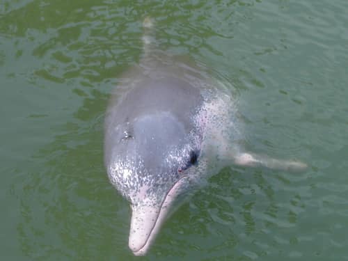Indo-Pacific Humpback Dolphin reference