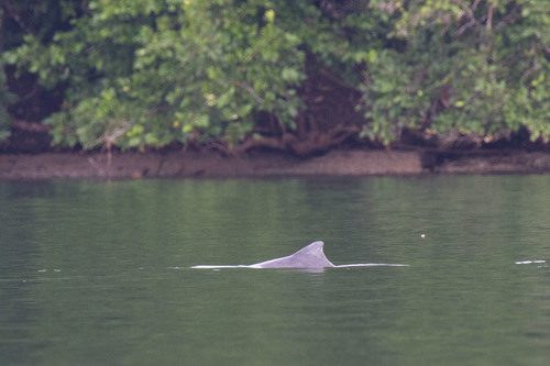 Australian Humpback Dolphin reference
