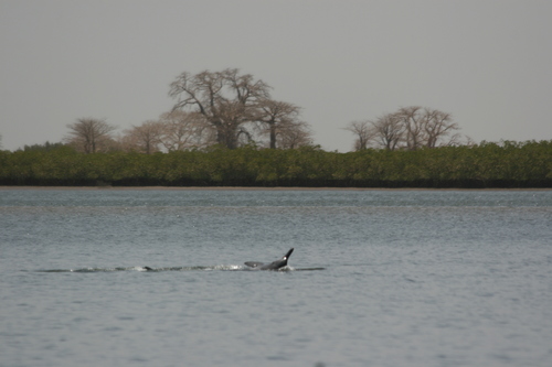 Atlantic Humpback Dolphin reference