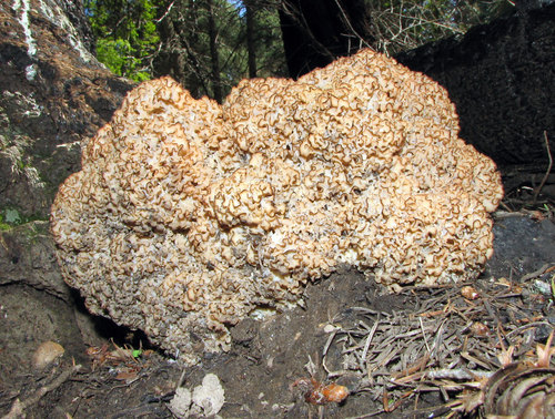 Cauliflower Mushroom reference