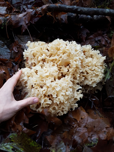 Western Cauliflower Mushroom reference