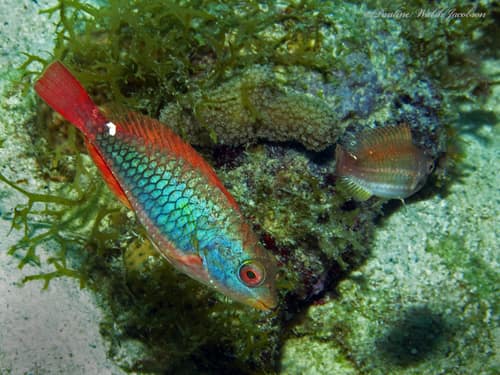 Redband Parrotfish reference