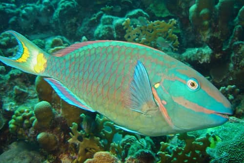 Stoplight Parrotfish reference