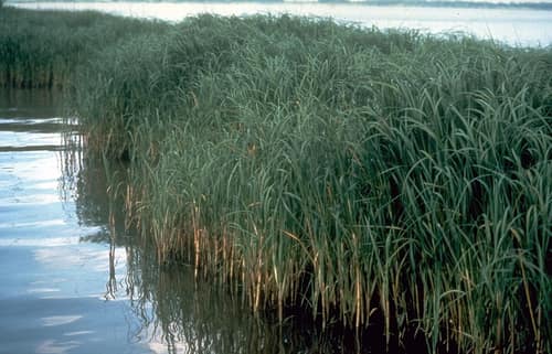 Smooth Cordgrass reference