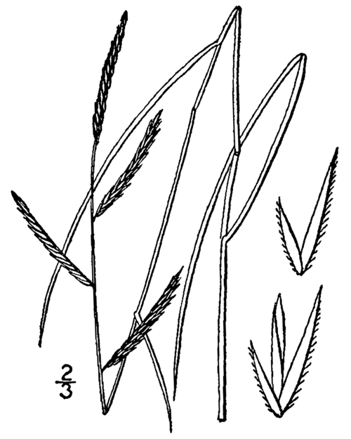 Saltmeadow Cordgrass reference