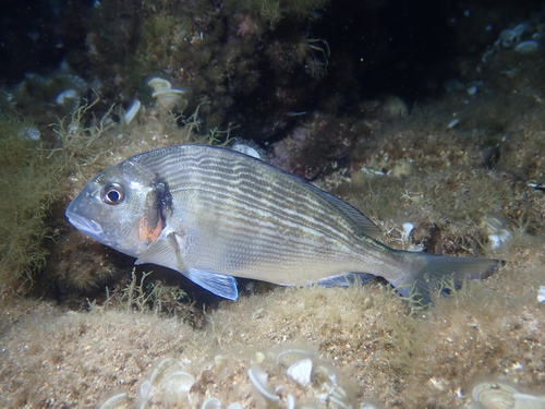 Gilt-head Bream reference