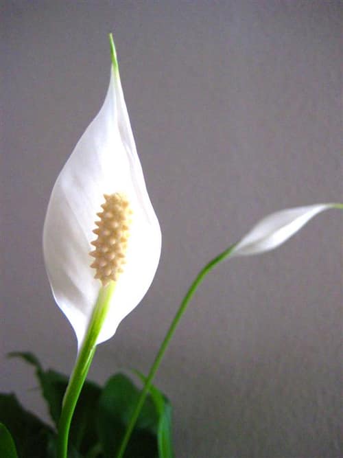 Snowflower reference