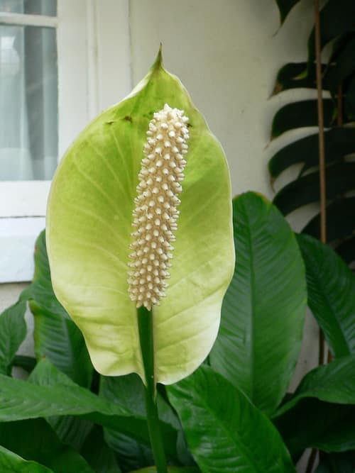 Snowflower reference