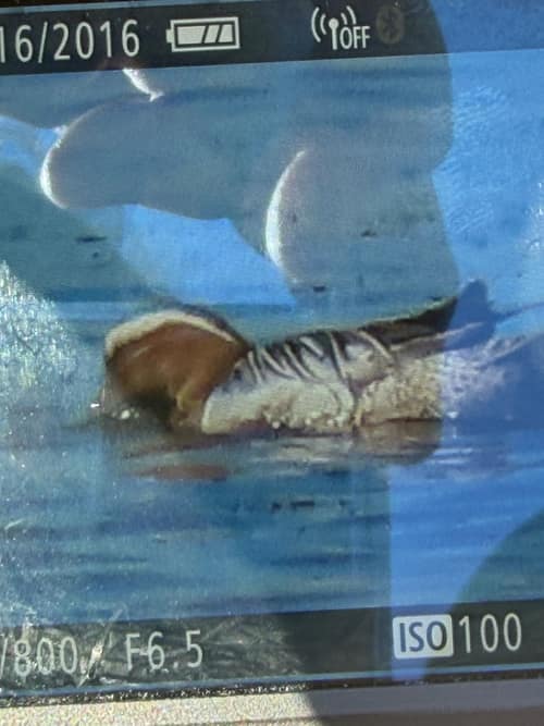 Garganey reference