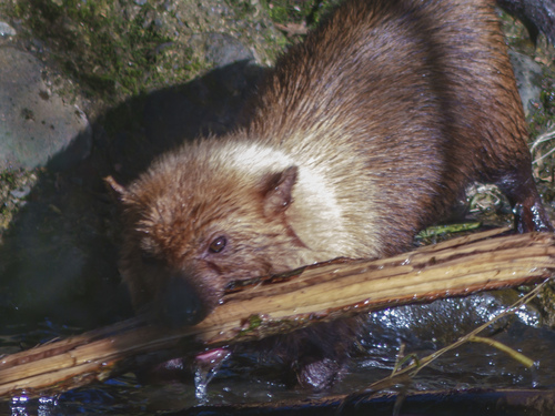 Bush Dog reference