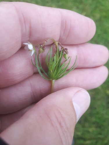 Corn Spurry reference