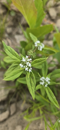 Smooth Buttonweed reference