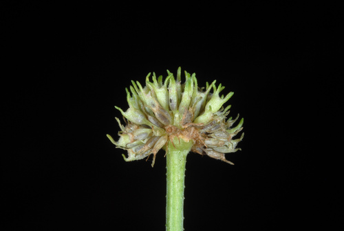 Shrubby False Buttonweed reference