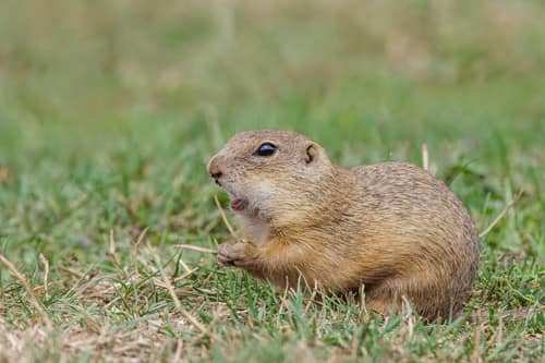 European Ground Squirrel reference