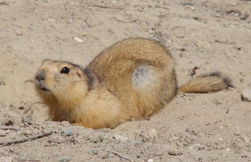 Yellow Ground Squirrel reference
