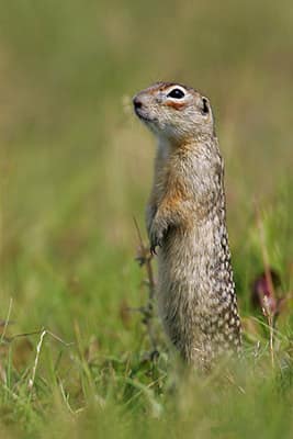 Spotted Ground Squirrel reference
