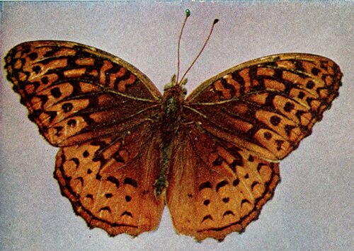 Aphrodite Fritillary reference
