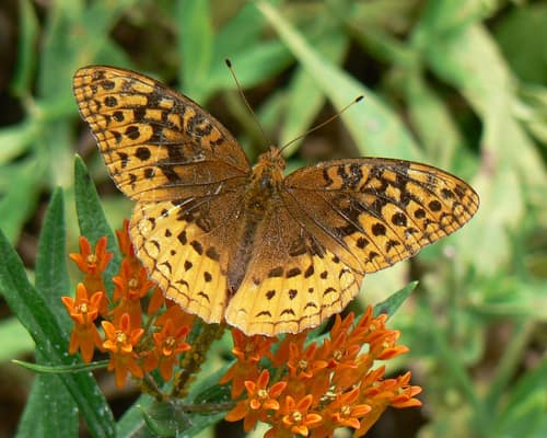 Great Spangled Fritillary reference
