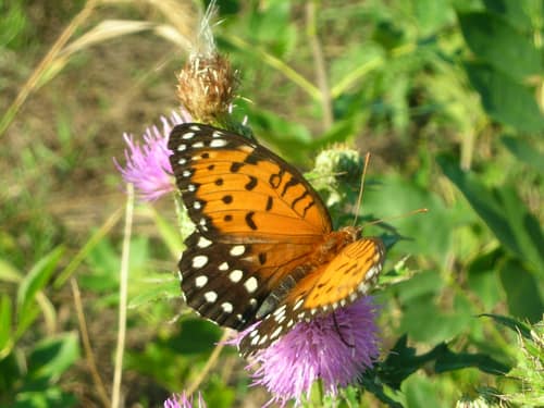 Regal Fritillary reference