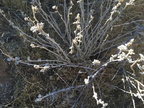 Desert Globemallow reference