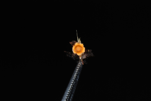 Cannon Fungus reference