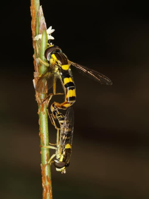 Long Hoverfly reference