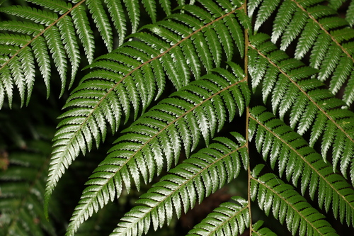 Australian Tree Fern reference