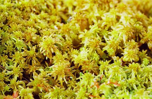 Flat-topped Bog Moss reference