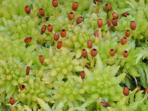 Blunt-leaved Bog-moss reference