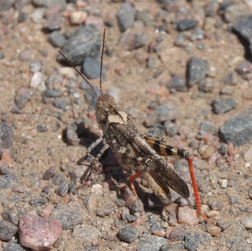 Mottled Sand Grasshopper reference