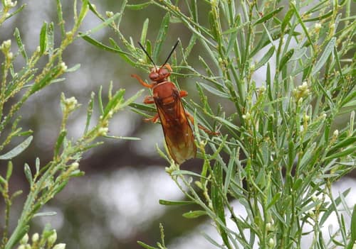 Pacific Cicada-killer Wasp reference