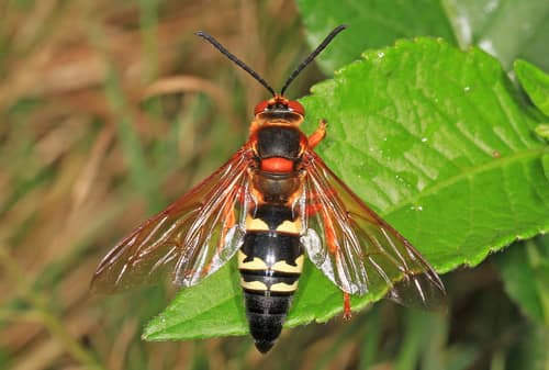 Eastern Cicada Killer reference