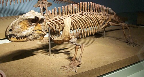 Sphenacodon reference