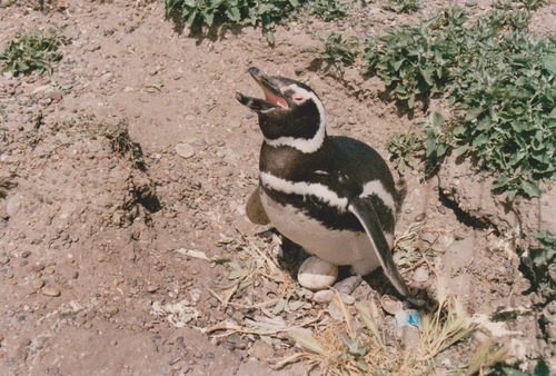 Magellanic Penguin reference