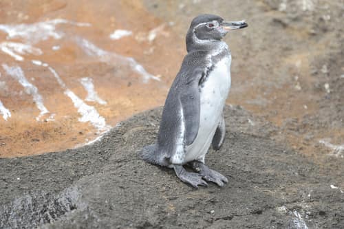 Galápagos Penguin reference