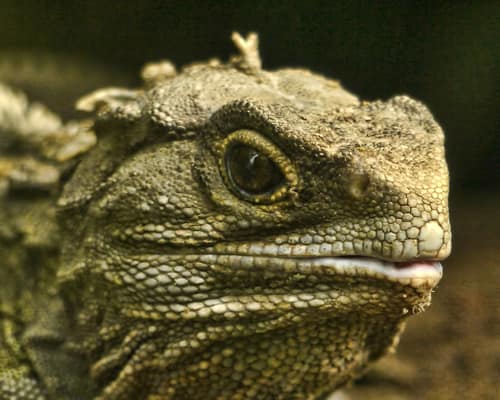 Tuatara reference
